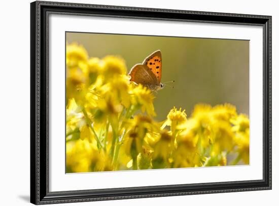 Small Copper (Lycaena Phlaeas) Butterfly Resting on Common Ragwort (Senecio Jacobaea) Dorset, UK-Ross Hoddinott-Framed Photographic Print