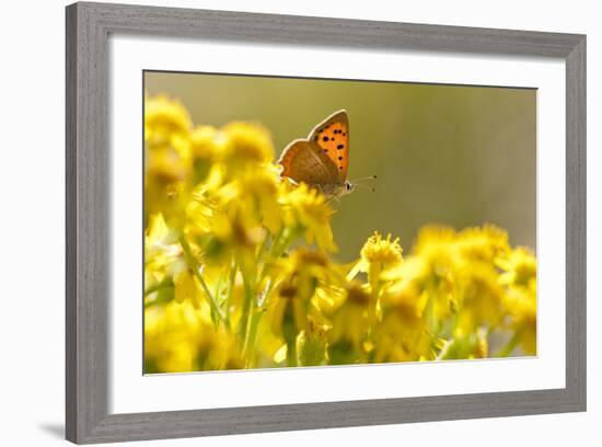 Small Copper (Lycaena Phlaeas) Butterfly Resting on Common Ragwort (Senecio Jacobaea) Dorset, UK-Ross Hoddinott-Framed Photographic Print