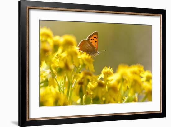 Small Copper (Lycaena Phlaeas) Butterfly Resting on Common Ragwort (Senecio Jacobaea) Dorset, UK-Ross Hoddinott-Framed Photographic Print