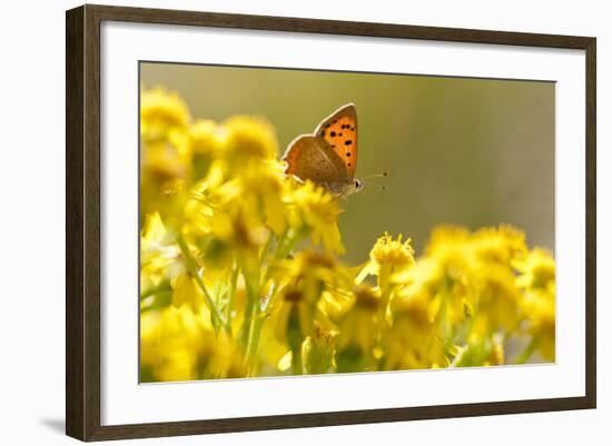 Small Copper (Lycaena Phlaeas) Butterfly Resting on Common Ragwort (Senecio Jacobaea) Dorset, UK-Ross Hoddinott-Framed Photographic Print