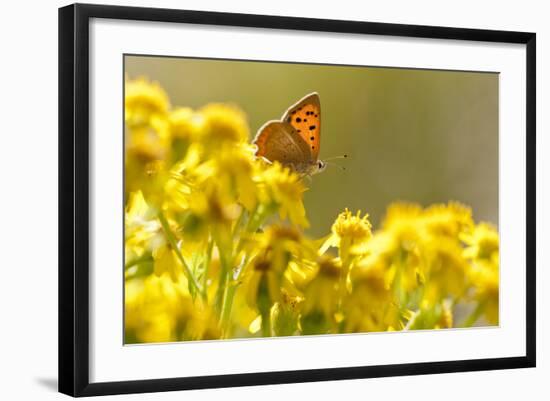 Small Copper (Lycaena Phlaeas) Butterfly Resting on Common Ragwort (Senecio Jacobaea) Dorset, UK-Ross Hoddinott-Framed Photographic Print