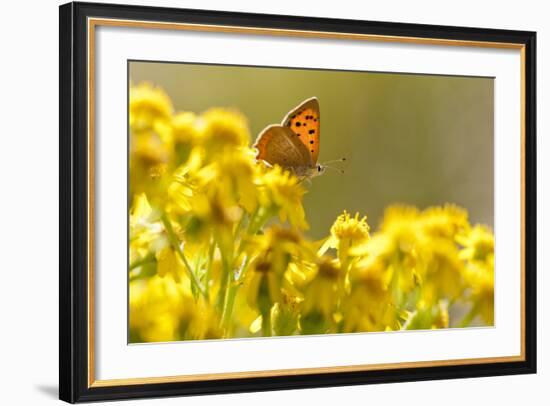 Small Copper (Lycaena Phlaeas) Butterfly Resting on Common Ragwort (Senecio Jacobaea) Dorset, UK-Ross Hoddinott-Framed Photographic Print