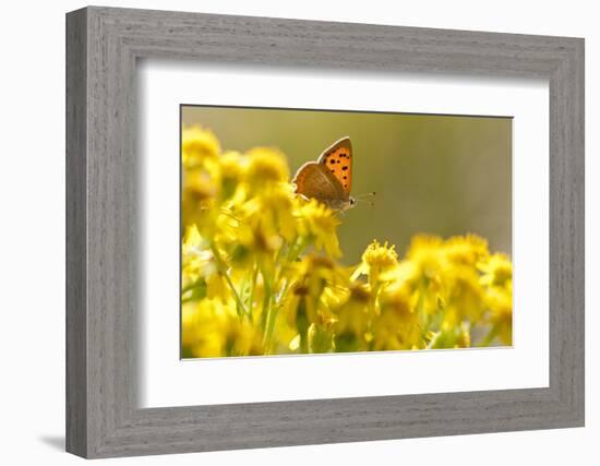 Small Copper (Lycaena Phlaeas) Butterfly Resting on Common Ragwort (Senecio Jacobaea) Dorset, UK-Ross Hoddinott-Framed Photographic Print