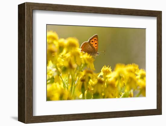 Small Copper (Lycaena Phlaeas) Butterfly Resting on Common Ragwort (Senecio Jacobaea) Dorset, UK-Ross Hoddinott-Framed Photographic Print