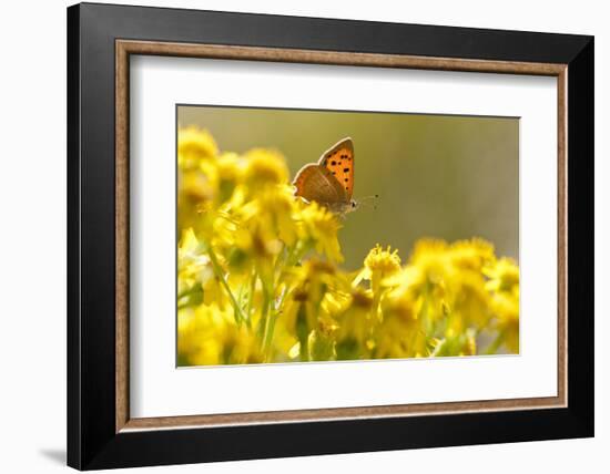 Small Copper (Lycaena Phlaeas) Butterfly Resting on Common Ragwort (Senecio Jacobaea) Dorset, UK-Ross Hoddinott-Framed Photographic Print