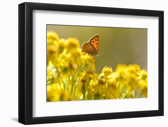 Small Copper (Lycaena Phlaeas) Butterfly Resting on Common Ragwort (Senecio Jacobaea) Dorset, UK-Ross Hoddinott-Framed Photographic Print