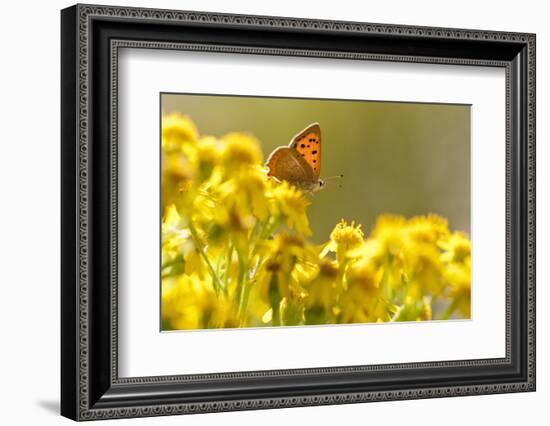 Small Copper (Lycaena Phlaeas) Butterfly Resting on Common Ragwort (Senecio Jacobaea) Dorset, UK-Ross Hoddinott-Framed Photographic Print