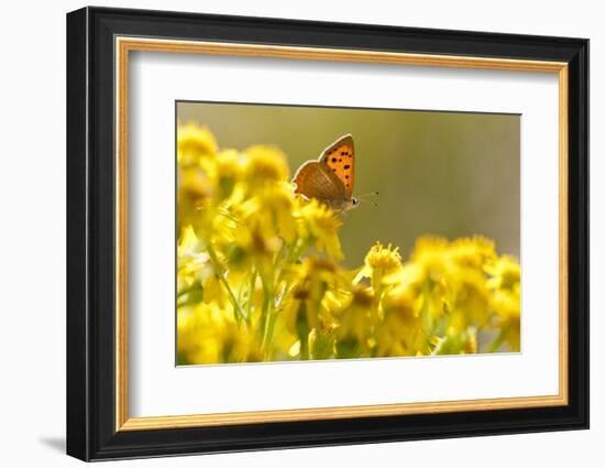 Small Copper (Lycaena Phlaeas) Butterfly Resting on Common Ragwort (Senecio Jacobaea) Dorset, UK-Ross Hoddinott-Framed Photographic Print