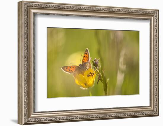 Small Copper on buttercup in meadow, Cornwall, England, UK-Ross Hoddinott-Framed Photographic Print