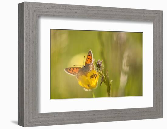 Small Copper on buttercup in meadow, Cornwall, England, UK-Ross Hoddinott-Framed Photographic Print