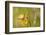 Small Copper on buttercup in meadow, Cornwall, England, UK-Ross Hoddinott-Framed Photographic Print