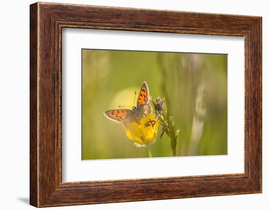 Small Copper on buttercup in meadow, Cornwall, England, UK-Ross Hoddinott-Framed Photographic Print