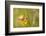 Small Copper on buttercup in meadow, Cornwall, England, UK-Ross Hoddinott-Framed Photographic Print