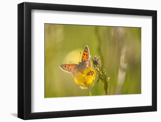 Small Copper on buttercup in meadow, Cornwall, England, UK-Ross Hoddinott-Framed Photographic Print