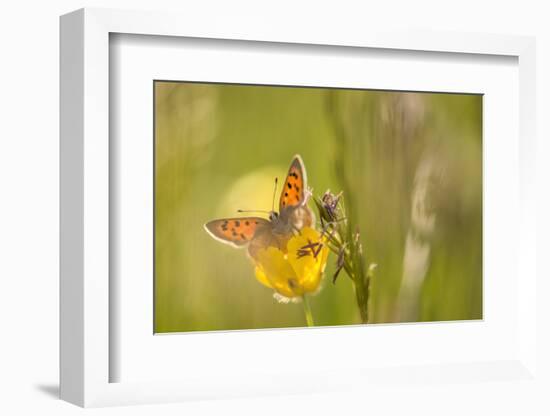 Small Copper on buttercup in meadow, Cornwall, England, UK-Ross Hoddinott-Framed Photographic Print