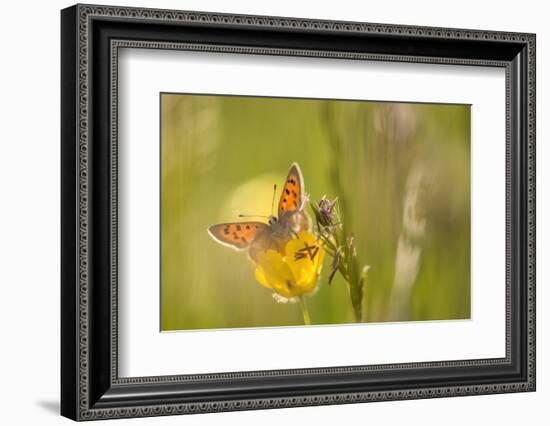 Small Copper on buttercup in meadow, Cornwall, England, UK-Ross Hoddinott-Framed Photographic Print