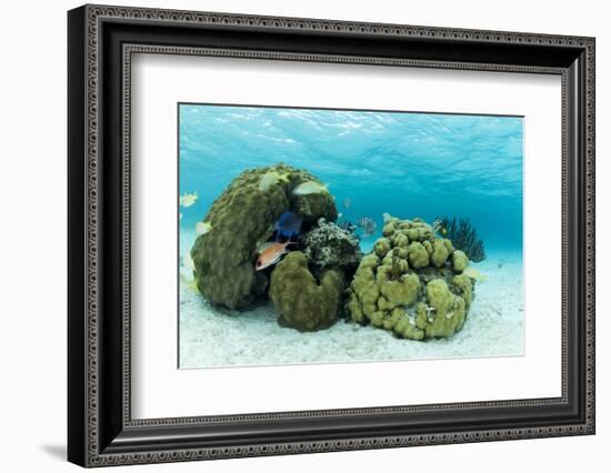 Small Coral Heads with Tropical Fish and Sea Fans Near Staniel Cay, Exuma, Bahamas-James White-Framed Photographic Print