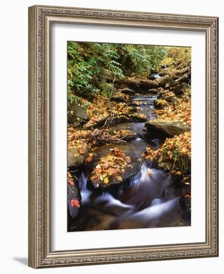 Small Creek in Autumn, Cherokee National Forest Georgia, USA-Jaynes Gallery-Framed Photographic Print