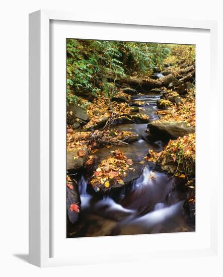 Small Creek in Autumn, Cherokee National Forest Georgia, USA-Jaynes Gallery-Framed Photographic Print