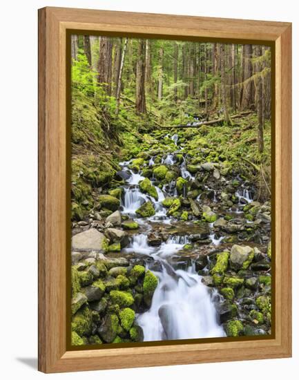 Small Creek with Waterfall, Olympic National Park, Washington, USA-Tom Norring-Framed Premier Image Canvas