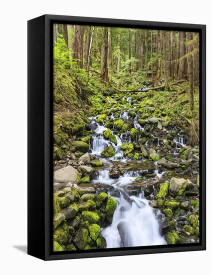 Small Creek with Waterfall, Olympic National Park, Washington, USA-Tom Norring-Framed Premier Image Canvas