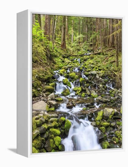 Small Creek with Waterfall, Olympic National Park, Washington, USA-Tom Norring-Framed Premier Image Canvas