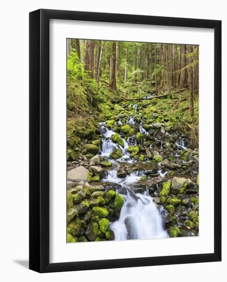 Small Creek with Waterfall, Olympic National Park, Washington, USA-Tom Norring-Framed Photographic Print