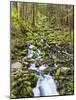 Small Creek with Waterfall, Olympic National Park, Washington, USA-Tom Norring-Mounted Photographic Print