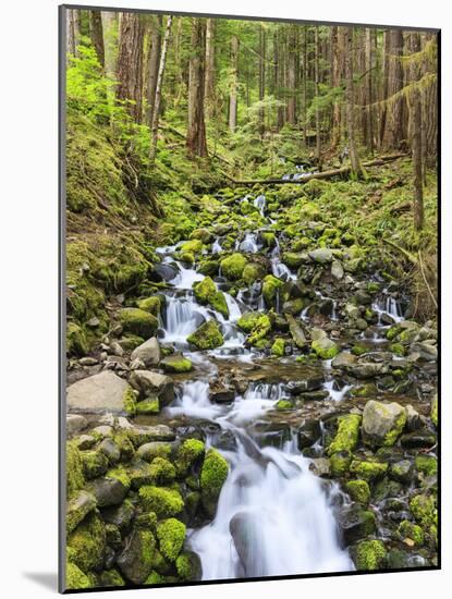 Small Creek with Waterfall, Olympic National Park, Washington, USA-Tom Norring-Mounted Photographic Print