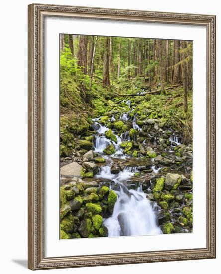 Small Creek with Waterfall, Olympic National Park, Washington, USA-Tom Norring-Framed Photographic Print