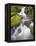 Small Creek-Craig Tuttle-Framed Premier Image Canvas