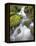 Small Creek-Craig Tuttle-Framed Premier Image Canvas