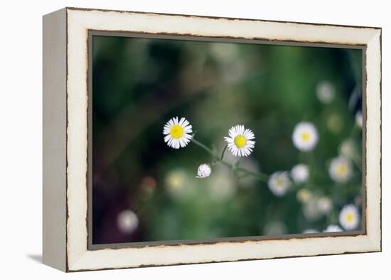 Small Daisies-null-Framed Stretched Canvas