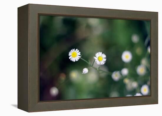 Small Daisies-null-Framed Stretched Canvas
