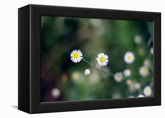 Small Daisies-null-Framed Stretched Canvas