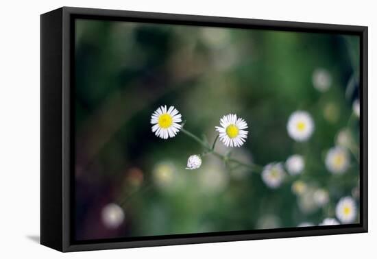 Small Daisies-null-Framed Stretched Canvas