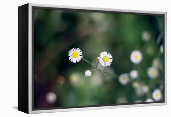 Small Daisies-null-Framed Stretched Canvas