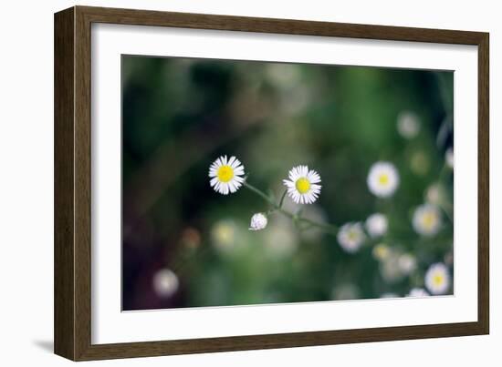 Small Daisies-null-Framed Photo