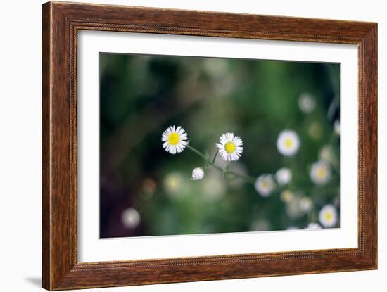 Small Daisies-null-Framed Photo