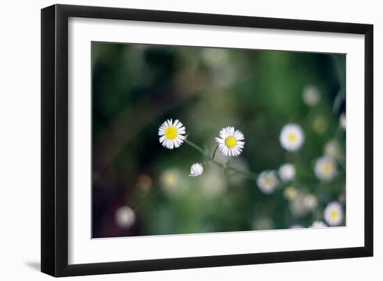 Small Daisies-null-Framed Photo