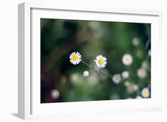 Small Daisies-null-Framed Photo