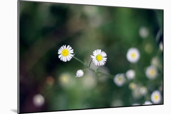 Small Daisies-null-Mounted Photo