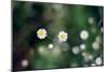 Small Daisies-null-Mounted Photo