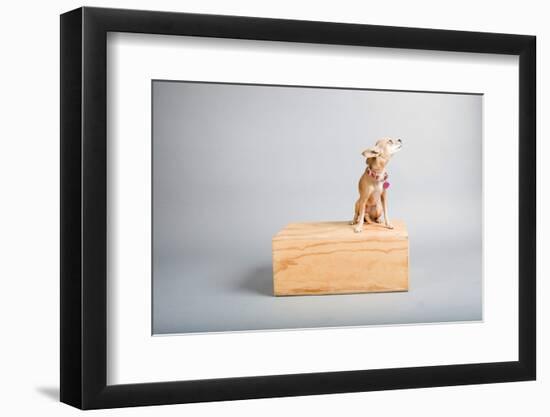 Small Dog, Big World-Susan Sabo-Framed Photographic Print