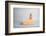 Small Dog, Big World-Susan Sabo-Framed Photographic Print