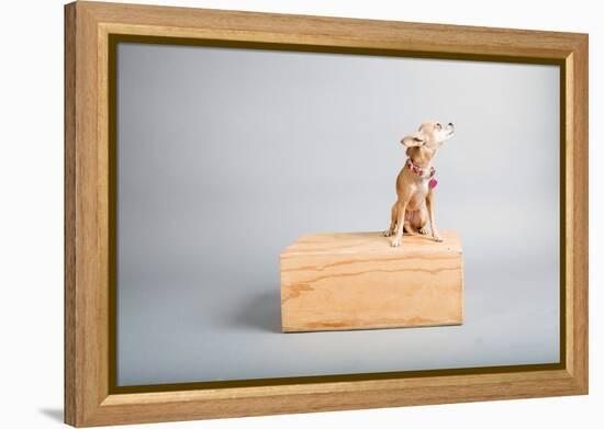 Small Dog, Big World-Susan Sabo-Framed Premier Image Canvas