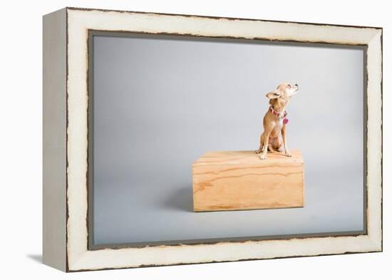 Small Dog, Big World-Susan Sabo-Framed Premier Image Canvas