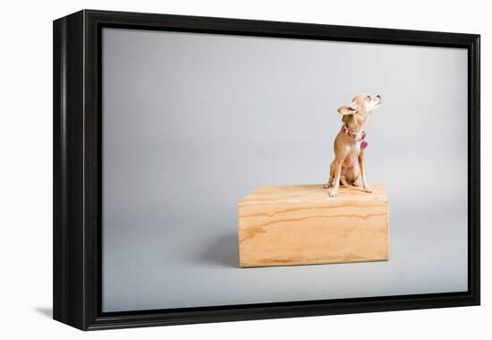 Small Dog, Big World-Susan Sabo-Framed Premier Image Canvas