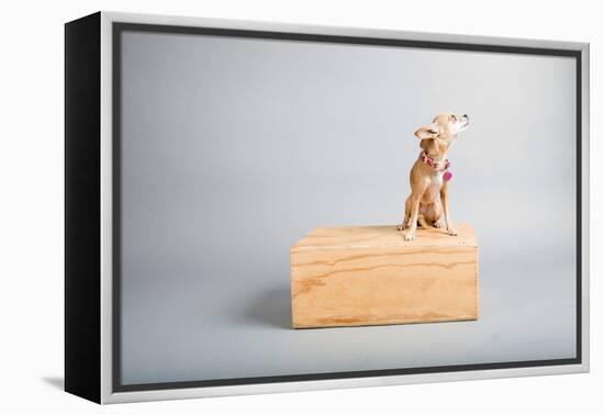 Small Dog, Big World-Susan Sabo-Framed Premier Image Canvas