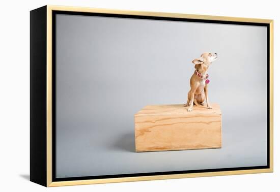 Small Dog, Big World-Susan Sabo-Framed Premier Image Canvas